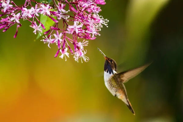 火山蜂鸟 自私的火焰 美丽多彩的小蜂鸟从中美洲森林 哥斯达黎加 美丽的小蜂鸟盘旋接近紫罗兰色的花朵 野生动物的场景 — 图库照片