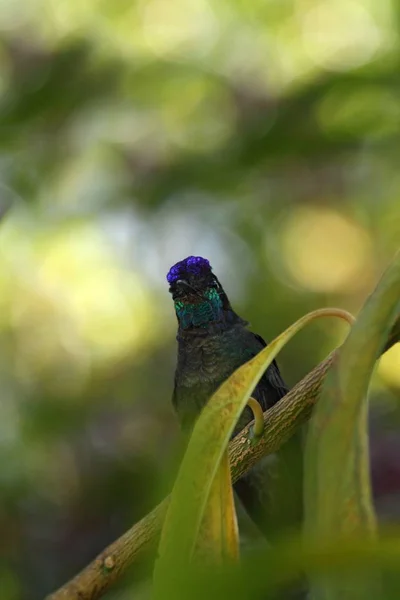 Magnificent Hummingbird - Eugenes fulgens sitting on branch, bird from mountain tropical forest, Waterfalls garden, Costa Rica, bird perching on branch, enough space in background, tiny beautiful bird