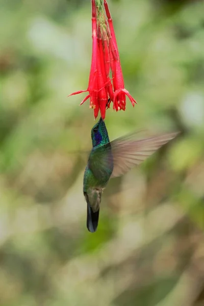 Zielony Violetear Unoszące Się Obok Czerwony Żółty Kwiat Ptak Locie — Zdjęcie stockowe