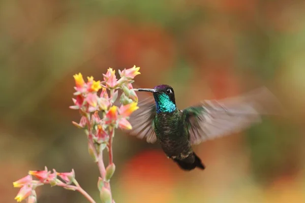 Magnificent Hummingbird hovering next to red and yellow flower, bird in flight, mountain tropical forest, Costa Rica, natural habitat, beautiful hummingbird sucking nectar, colouful background