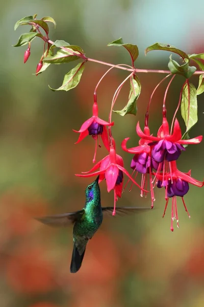 Gröna Kolibri Colibri Thalassinus Svävar Bredvid Röd Blomma Trädgården Fågel — Stockfoto