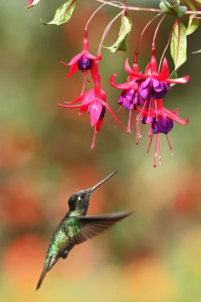 Prachtige Hummingbird Zweven Naast Roze Bloem Vogel Vlucht Berg Tropisch — Stockfoto