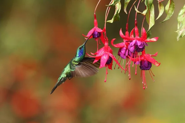 Zelený Violetear Colibri Thalassinus Vznášející Vedle Červené Květiny Zahradě Ptáka — Stock fotografie