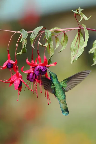 绿色紫罗兰 盘顶针 徘徊在花园中的红花旁 来自热带森林的鸟 萨维格尔 哥斯达黎加 自然栖息地 美丽的蜂鸟 五颜六色的背景 — 图库照片