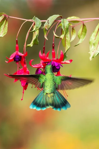 Groene Violetoorkolibrie Zweven Naast Rode Gele Bloem Vogel Vlucht Berg — Stockfoto