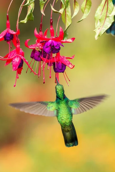 Green Violetear Hovering Next Red Yellow Flower Bird Flight Mountain — Stock Photo, Image