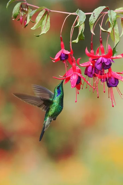 Yeşil menekşekulaklı, Colibri thalassinus, kırmızı çiçek Bahçe, dağ tropikal orman, Savegre, Kosta Rika, doğal yaşam kuştan yanındaki gezinip, güzel sinekkuşu, renkli arka plan