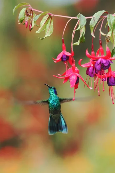 Zelený Violetear Colibri Thalassinus Vznášející Vedle Červené Květiny Zahradě Ptáka — Stock fotografie