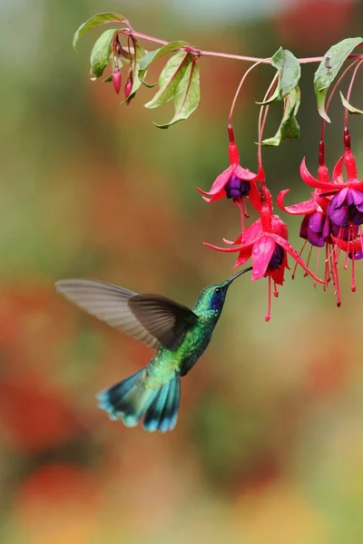Violetear Colibri Thalassinus 멕시코 다채로운 배경에서에서 — 스톡 사진