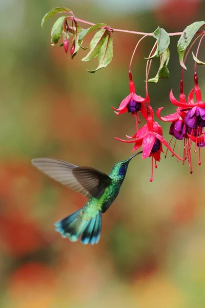 Gröna Kolibri Colibri Thalassinus Svävar Bredvid Röd Blomma Trädgården Fågel — Stockfoto