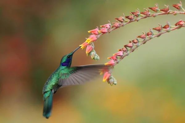 Grüne Veilchen Colibri Thalassinus Schwebend Neben Roter Blume Garten Vogel — Stockfoto