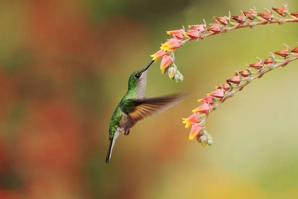 Femmina Barbthroat Coda Fascia Threnetes Ruckeri Librarsi Accanto Fiore Rosso — Foto Stock