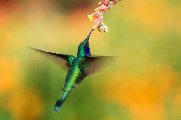 Zelený Violetear Colibri Thalassinus Vznášející Vedle Červené Květiny Zahradě Ptáka — Stock fotografie