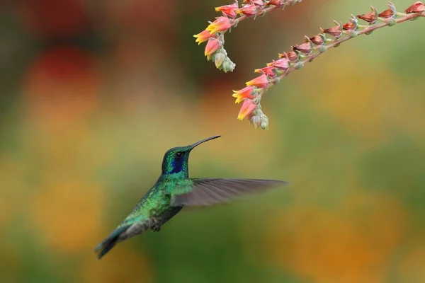 Violeta Verde Colibri Thalassinus Pairando Lado Flor Vermelha Jardim Pássaro — Fotografia de Stock