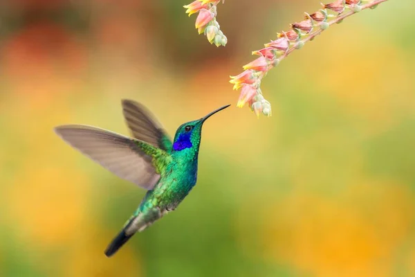 ไวโอล Colibri Thalassinus ลอยอย างๆ ดอกไม แดงในสวน นกจากป าเขตร อนภ — ภาพถ่ายสต็อก