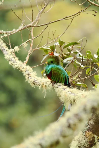Glänzender Quetzal Pharomachrus Mocinno Savegre Costa Rica Mit Grünem Wald — Stockfoto