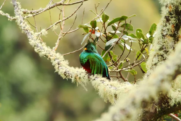 Splendido Quetzal Pharomachrus Mocinno Savegre Costa Rica Con Foresta Verde — Foto Stock