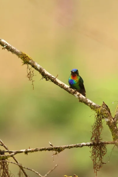 Hummingbird Dalla Gola Infuocata Insegna Panterpe Seduta Sul Ramo Uccello — Foto Stock