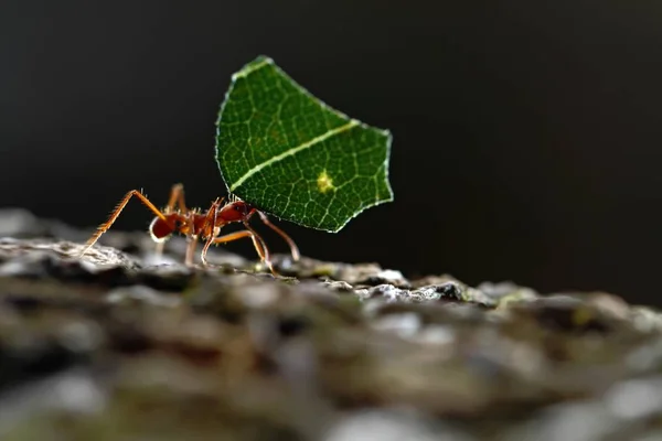 Листорез Ants Atta Cephalotes Зелеными Листьями Тропическом Дождевом Лесу Коста — стоковое фото