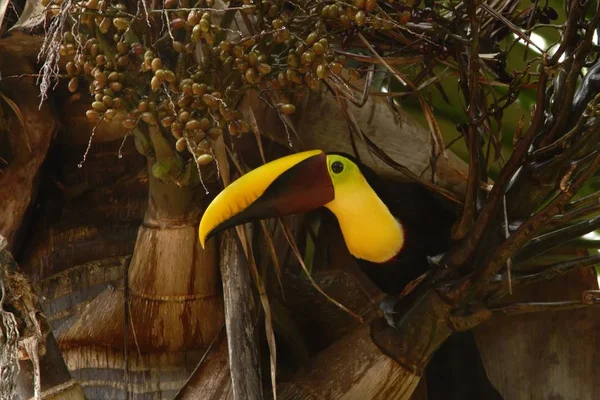 Chesnut Mandibled Tukan Siedzący Drzewo Jagody Góry Tropikalny Las Deszczowy — Zdjęcie stockowe
