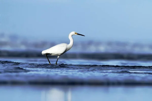 Egret Nevado Egretta Thula Habitat Costa Natural Nascer Sol Manhã — Fotografia de Stock