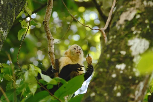 Capuchino Cabeza Blanca Sentado Rama Árbol Selva Tropical Costa Rica —  Fotos de Stock