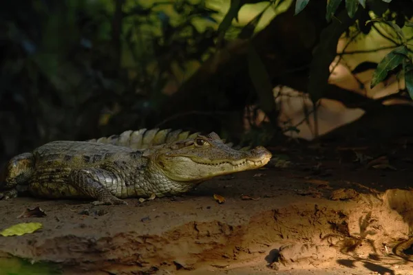 Kajman Okularowy Crocodilus Kajman Leżącego Brzegu Rzeki Cano Negro Costa — Zdjęcie stockowe