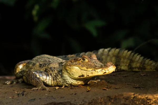 Occhiali Caiman Caiman Coccodrillo Sdraiato Sulla Riva Del Fiume Cano — Foto Stock