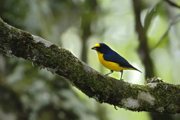 Eufonia Garganta Amarela Sentado Árvore Floresta Tropical Montanha Costa Rica — Fotografia de Stock