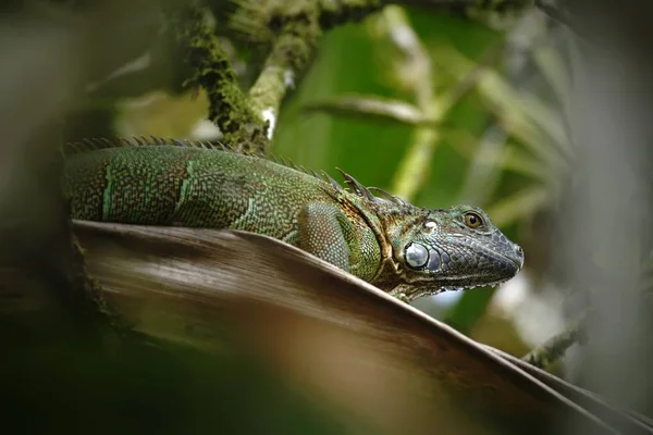 Green Iguana Sitting Branch Rainforest Costa Rica Lizard Head Close — Stock Photo, Image