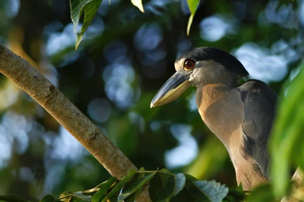 Bootsschnabelreiher Cochlearius Cochlearius Sitzt Auf Einem Ast Seiner Natürlichen Umgebung — Stockfoto