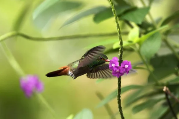 Rufus Schwanz Kolibri Schwebt Neben Violetten Blume Garten Vogel Aus — Stockfoto