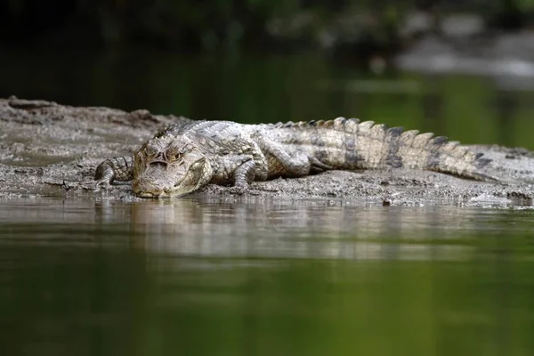 Caiman Espetacular Crocodilo Caiman Deitado Margem Rio Cano Negro Costa — Fotografia de Stock