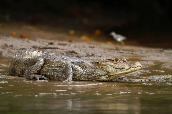 Caiman Espetacular Crocodilo Caiman Deitado Margem Rio Cano Negro Costa — Fotografia de Stock