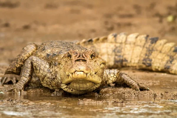 Очковый Кайман Кайманский Крокодил Лежащий Берегу Реки Кано Негро Коста — стоковое фото