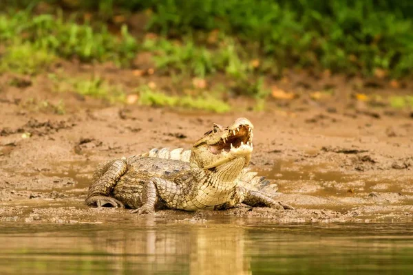 Caiman Espetacular Crocodilo Caiman Deitado Margem Rio Cano Negro Costa — Fotografia de Stock