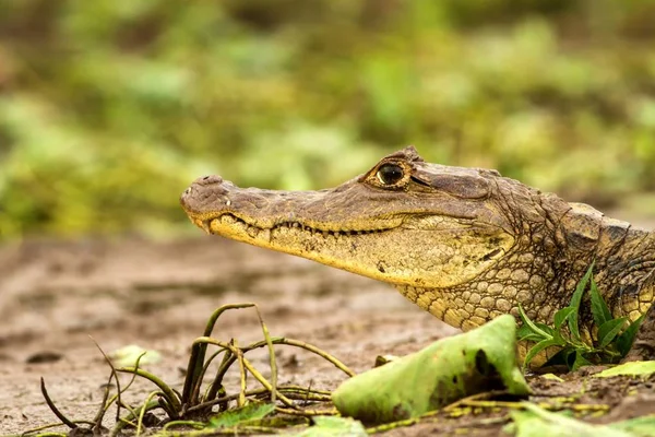 Caiman Espetacular Crocodilo Caiman Deitado Margem Rio Cano Negro Costa — Fotografia de Stock