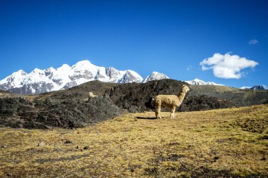 Arka planda Llamas (alpaka) Andes Mountains, muhteşem dağları, Cordillera, Peru, Alpaka Peru Andes, muhteşem Dağları ile kaplı doğal yerde görünümünde Amazing için kar