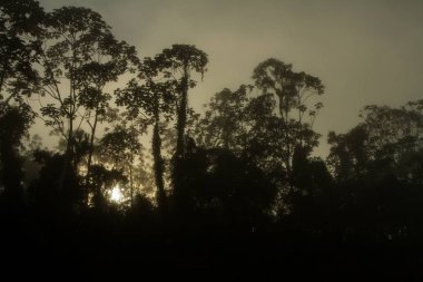 Madre de Dios Nehri Manu Milli Parkı'nda tropikal yağmur ormanlarında Perulu amazonia, duvar kağıdı, güzel gündoğumu, tekne turu sırasında puslu sabah Nehri üzerinde toplayan ile