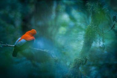 Erkek and Cock-of-the-rock (Rupicola peruvianus) lekking ve dyplaing kadın, davranış, onun doğal çevre, Amazon yağmur ormanı, Brezilya güzel turuncu kuş çiftleşme tipik önünde