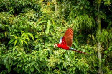 Kırmızı papağan uçuş. Uçuş, arka planda yeşil bitki örtüsü Amerika papağanı. Kırmızı ve yeşil Amerika papağanı tropikal doğadan tropikal orman, Peru, yaban hayatı sahnesinde. Ormanda güzel kuş.