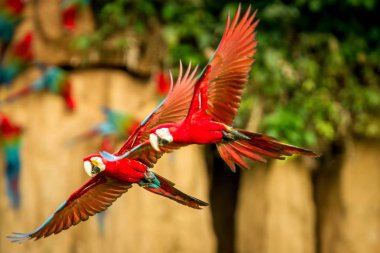 İki kırmızı papağan uçuş. Uçuş, arka planda yeşil bitki örtüsü Amerika papağanı. Kırmızı ve yeşil Amerika papağanı tropikal doğadan tropikal orman, Brezilya, yaban hayatı sahnesinde. Ormanda güzel kuşlar çifti.