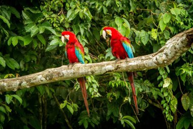 Kırmızı papağan dalda tıraşlama, arka planda yeşil bitki örtüsü. Kırmızı ve yeşil Amerika papağanı tropikal doğadan tropikal orman, Peru, yaban hayatı sahnesinde. Ormanda güzel kuş.