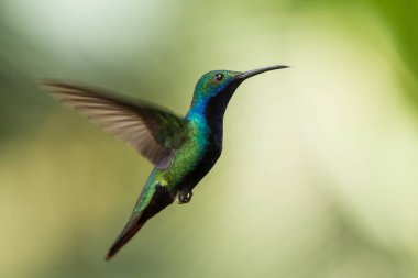 Kara gerdanlı mango hava, Okyanusya'ya tropikal orman, Trinidad ve Tobago, uçan kuş açık renkli arka plan üzerinde uçuş güzel sinek kuşu (Anthracothorax nigricollis)
