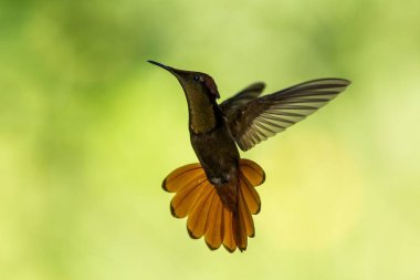 Ruby on Rails topaz (Chrysolampis mosquitus), hava, Bahçe, Okyanusya'ya tropikal orman, Trinidad ve Tobago, açık renkli arka plan, sarı boğaz ve kırmızı kuyruklu güzel sinek kuşu kuş uçan