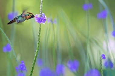Püsküllü Coquette (Lophornis ornatus) menekşe çiçek, kuş uçuş, Okyanusya'ya Trinidad ve Tobago, doğal yaşam, güzel sinekkuşu nektar, emme yanındaki hovering colouful temizleyin arka plan, kadın