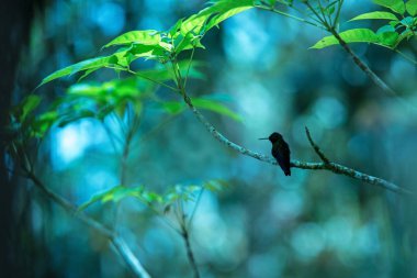Dalı, Okyanusya'ya tropikal orman, Trinidad ve Tobago, kuştan üzerinde oturan güzel küçük sinek kuşu, egzotik macera sinek kuşu (bakır sokumlu Hummingbird) silüeti