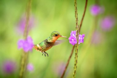 Püsküllü Coquette (Lophornis ornatus) menekşe çiçek, kuş uçuş, Okyanusya'ya Trinidad ve Tobago, doğal yaşam, güzel sinekkuşu nektar, emme yanındaki hovering colouful temizleyin arka plan, kadın