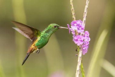 Bakır sokumlu sinek kuşu, gezinip menekşe çiçek, kuş uçuş, Okyanusya'ya Trinidad ve Tobago, doğal yaşam, güzel sinekkuşu nektar, colouful açık arka plan emme yanındaki Amazilia tobaci