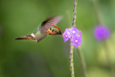 Püsküllü Coquette (Lophornis ornatus) menekşe çiçek, kuş uçuş, Okyanusya'ya Trinidad ve Tobago, doğal yaşam, güzel sinekkuşu nektar, emme yanındaki hovering colouful temizleyin arka plan, kadın